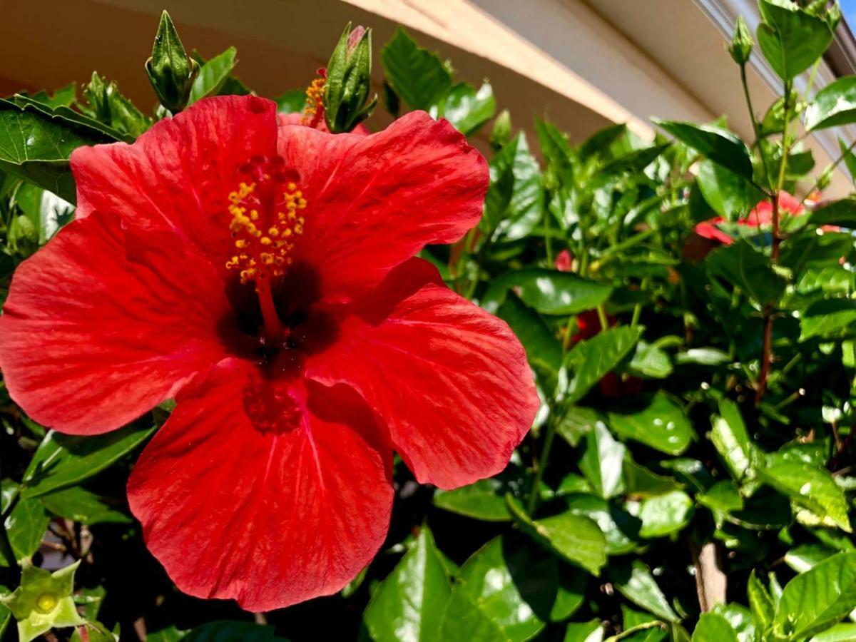Casa Dolce Hibiscus Lägenhet Olbia Exteriör bild